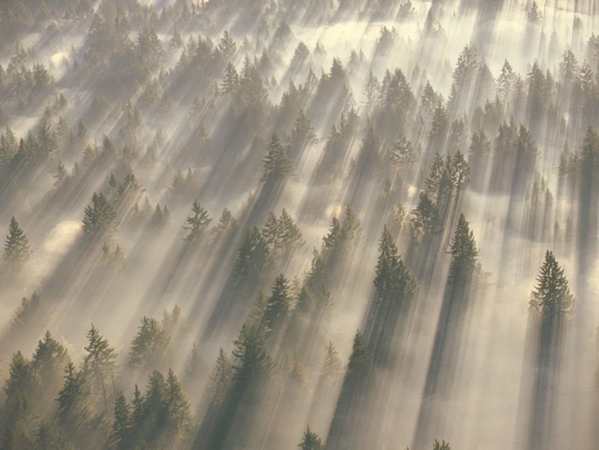 Dramatic sun rays piercing through a misty or foggy evergreen forest, creating striking light beams among the trees.