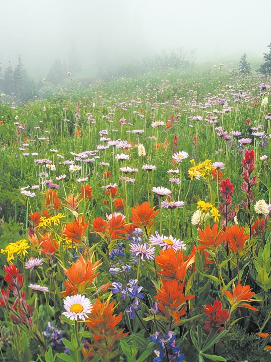 A vibrant meadow blooming with a variety of colorful wildflowers under a soft, misty sky, with a treeline in the distance.