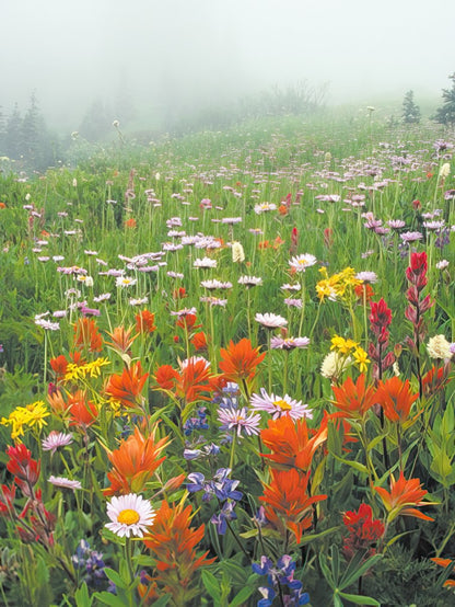 A vibrant meadow blooming with a variety of colorful wildflowers under a soft, misty sky, with a treeline in the distance.
