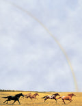 Wild horses gallop across a sunlit golden field beneath a subtle rainbow arch, inspiring dreams and freedom. Perfect for nature-themed stationery.