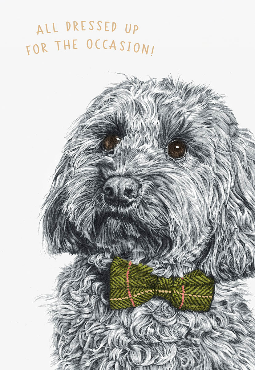 Front of a cute birthday greeting card featuring a fluffy gray dog, likely a Cockapoo, wearing a stylish green tweed bow tie. Text reads 'ALL DRESSED UP FOR THE OCCASION!' on a light background. Perfect for dog lovers and friends.