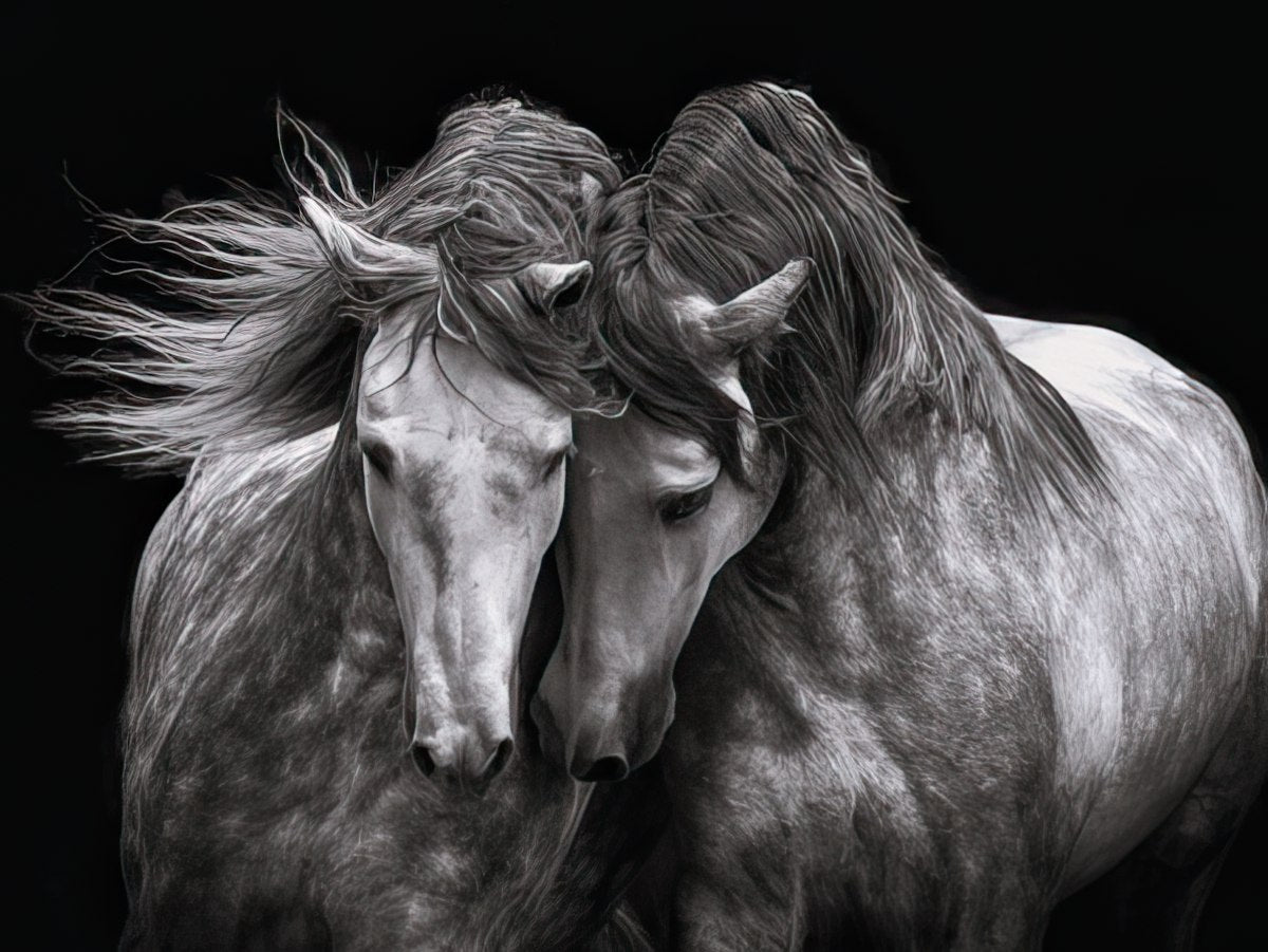 Black and White Horses