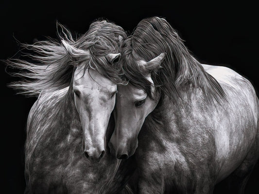 Two majestic black and white horses nuzzle tenderly, their wild manes flowing, against a dark, contrasting background.