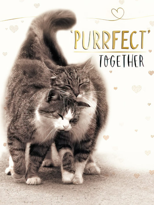 A heartwarming anniversary card showing two grey tabby cats snuggling closely with the golden text "PURRFECT TOGETHER" above them.