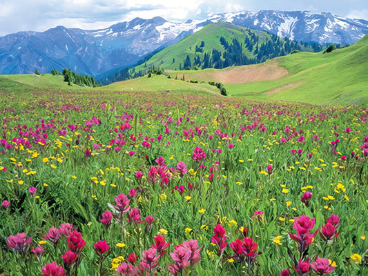 Vibrant field of pink and yellow wildflowers in full bloom with lush green hills and majestic snow-capped mountains under a blue sky.