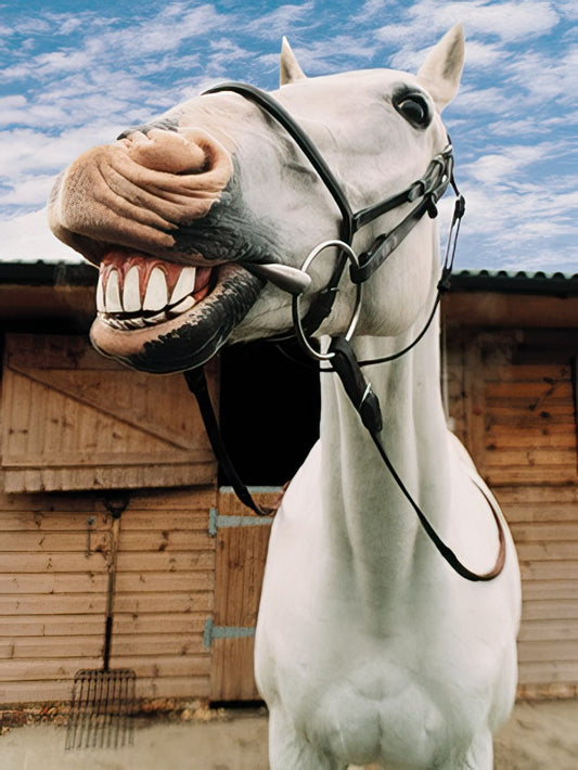 A funny white horse with a wide grin and big teeth, wearing a bridle, stands in front of a rustic wooden barn under a blue sky.
