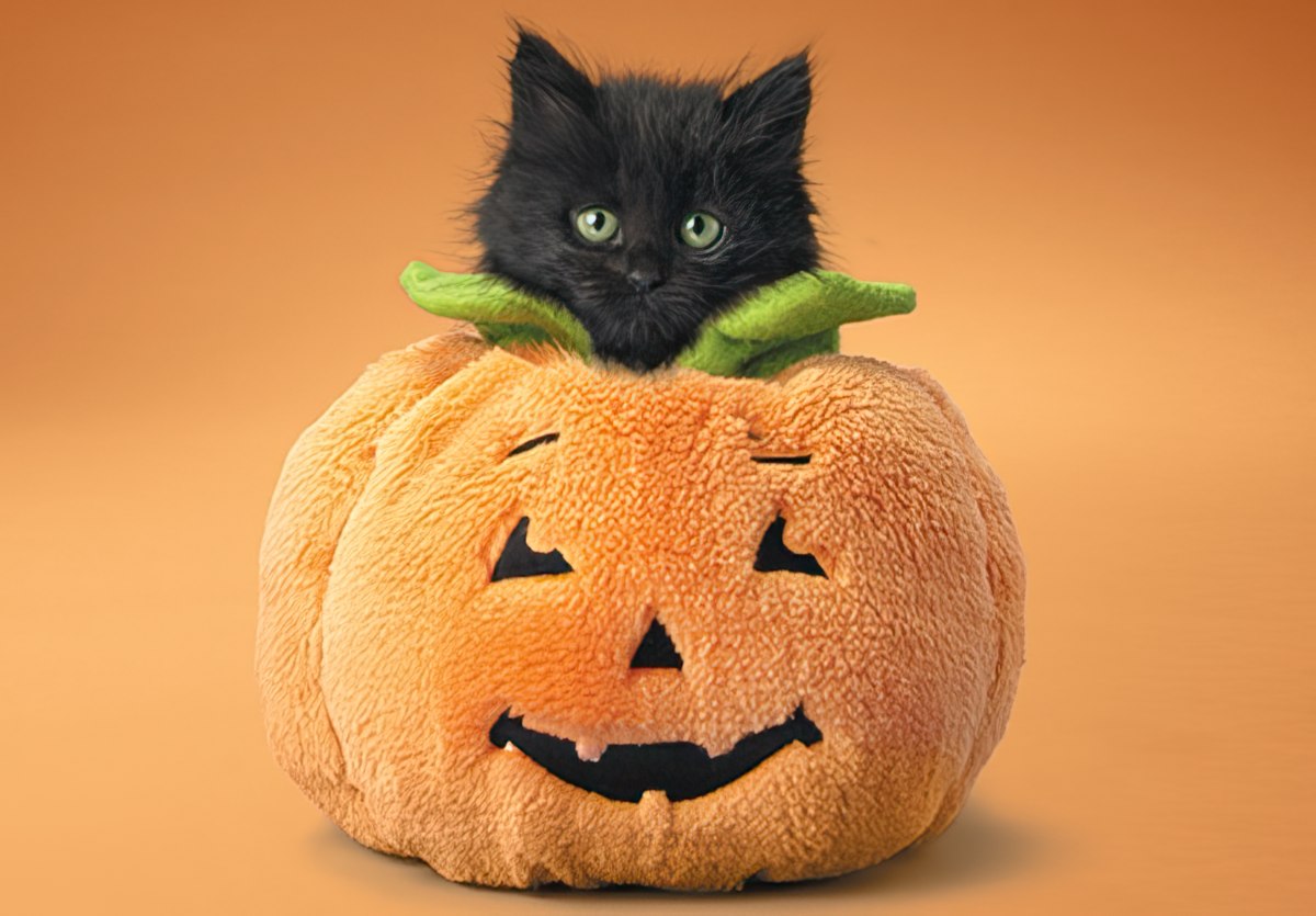 Black kitten peeking out of pumpkin