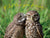 Owl love you forever...and owl-ways.
