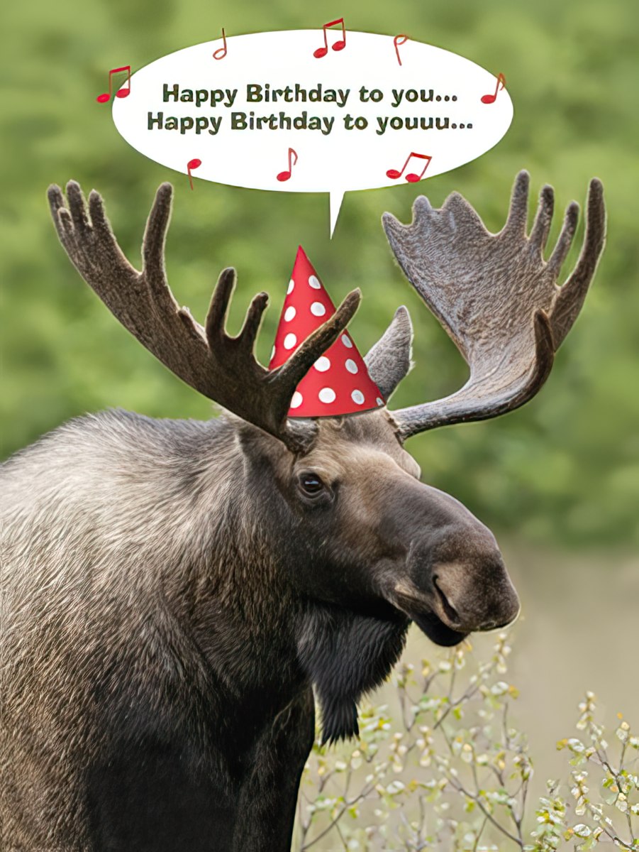 Moose Wearing Party Hat Birthday Card