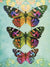 Three Colorful Butterflies Blank Card