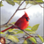 Cardinal on Apple Tree Branch