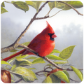 Vibrant red male cardinal bird perched on a branch with green leaves against a soft grey background, decorative coaster art.