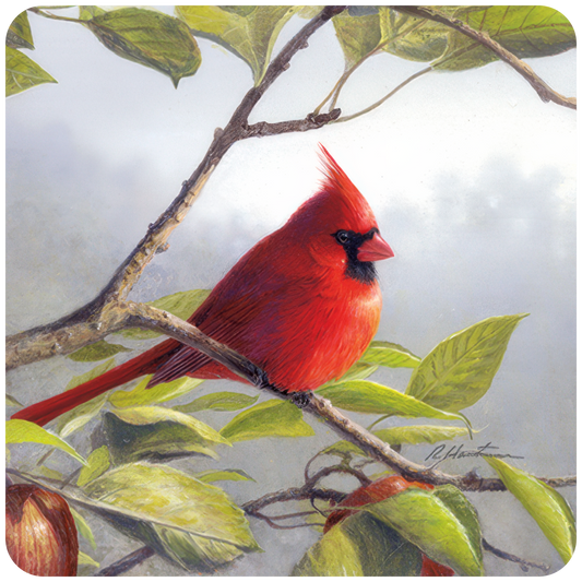 Cardinal on Apple Tree Branch