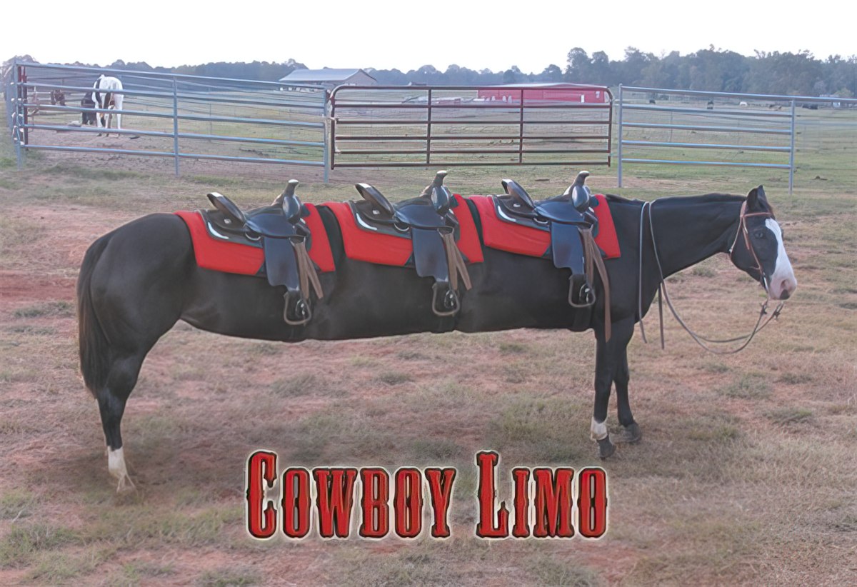 Humorous 'Cowboy Limo' magnet featuring an elongated black horse with five western saddles in a rustic outdoor pasture setting, with 'COWBOY LIMO' text.