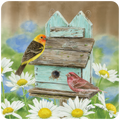 Vibrant yellow and red birds on a rustic blue birdhouse amidst white daisy flowers, ideal nature-themed coaster