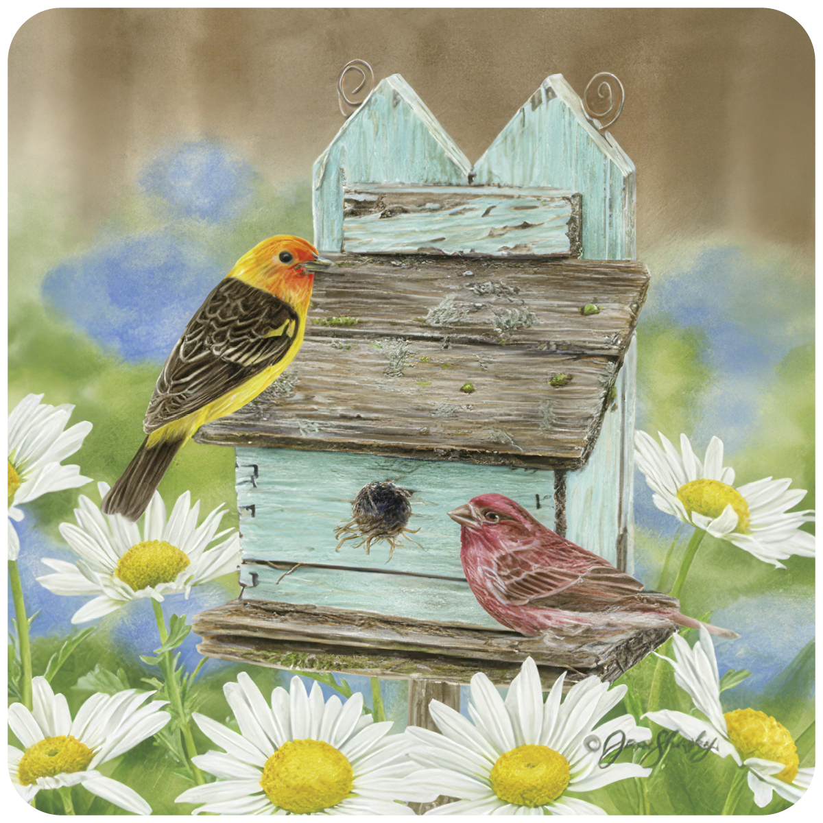 Vibrant yellow and red birds on a rustic blue birdhouse amidst white daisy flowers, ideal nature-themed coaster