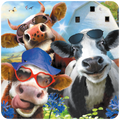 Whimsical round coaster featuring three cartoon cows wearing sunglasses, one with a blue bucket hat and red heart-shaped glasses licking its nose, against a bright blue sky, white barn, and blue agapanthus flowers. Perfect for farm animal lovers and adding humor to any home.