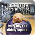 Humorous cat coaster featuring an orange kitten asleep on a purple exercise ball in a gym with the text: 'I started a new exercise routine. Every day I do diddly-squats.' Perfect for animal lovers and fitness enthusiasts who appreciate a good laugh. Protects surfaces with a touch of lazy feline charm.