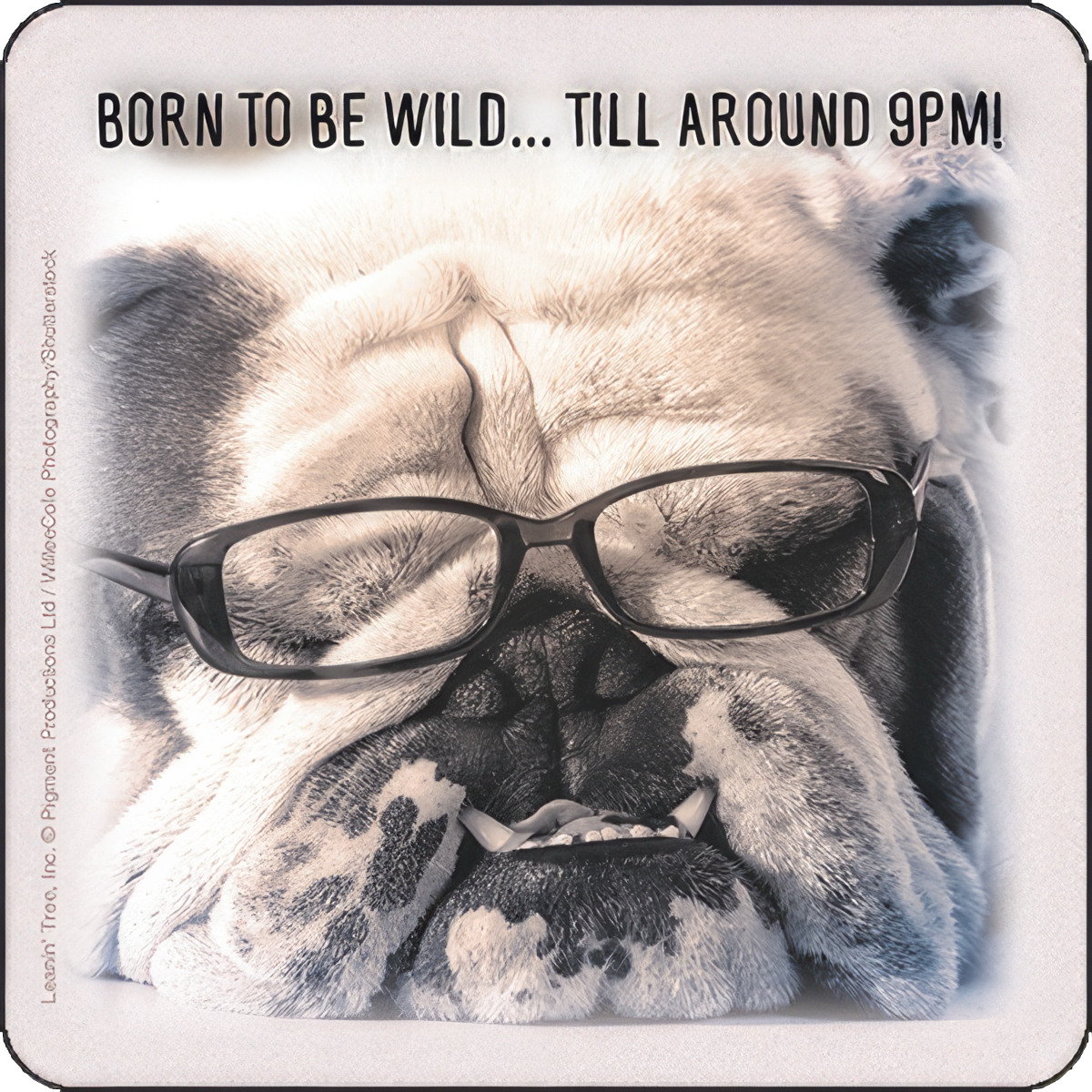 Born to Be Wild... Till Around 9pm!