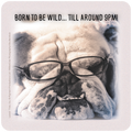 Humorous bulldog coaster with black-rimmed glasses and the text 'Born to be wild... till around 9PM!' on a light textured background, ideal for dog lovers and witty home decor.