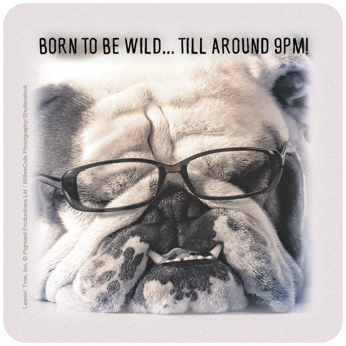 Humorous bulldog wearing black glasses, looking sleepy with the text 'Born to be Wild... Till Around 9PM!' on a square drink coaster, perfect for funny gift.