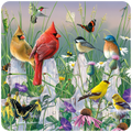 Vibrant nature scene coaster featuring colorful birds like red cardinals, bluebirds, chickadees, goldfinches, and a hummingbird perched on a white picket fence amidst wildflowers, butterflies, and lush greenery in a sunny garden setting. Ideal for home decor and bird lovers.
