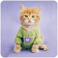 Adorable orange tabby kitten wearing a green knitted sweater with a purple heart emblem, sitting on a lavender background, perfect for a cute coaster design.