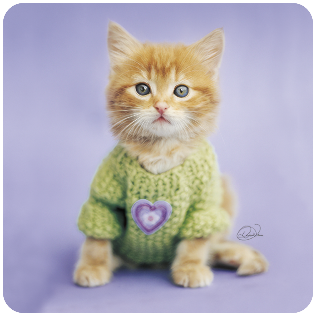 Adorable orange tabby kitten wearing a green knitted sweater with a purple heart emblem, sitting on a lavender background, perfect for a cute coaster design.