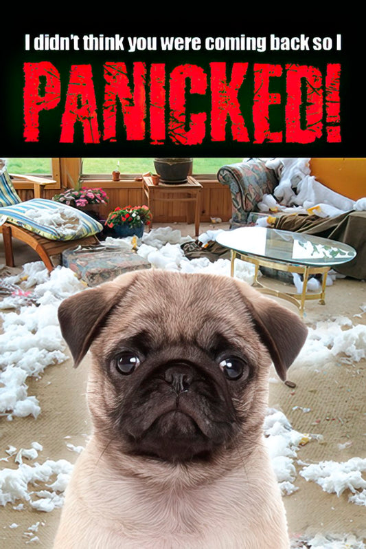 Cute pug dog sits in front of a messy, destroyed living room with stuffing everywhere, text reads 'I didn't think you were coming back so I PANICKED!'