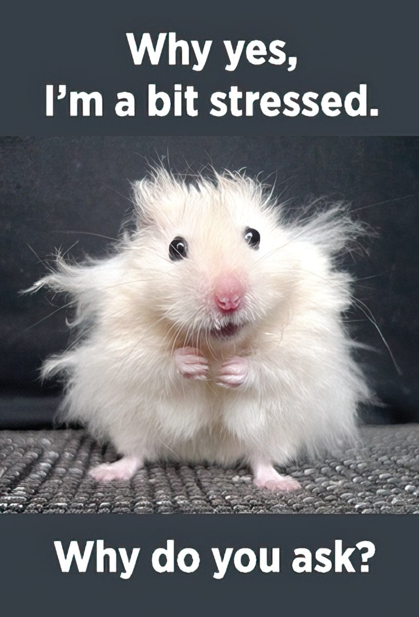 Why yes, I'm a bit stressed.