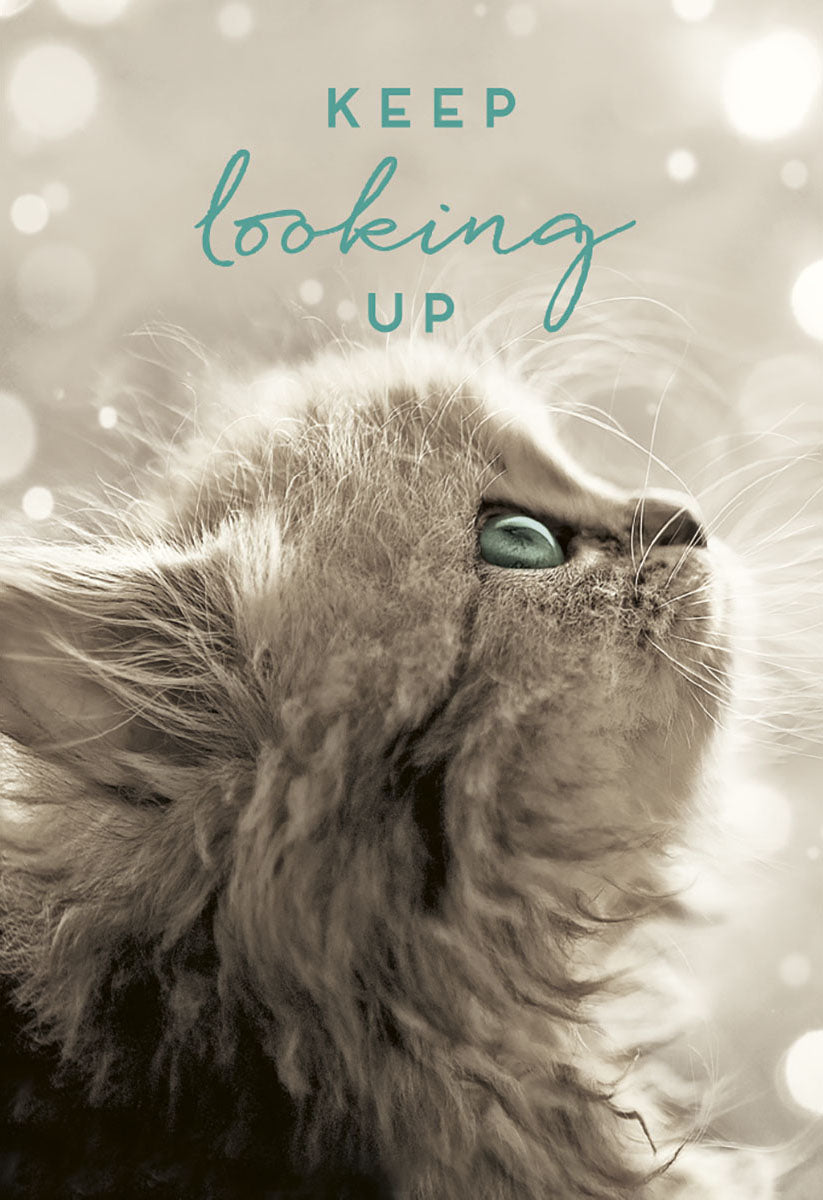 Inspirational magnet featuring a fluffy sepia-toned cat with striking teal eyes looking upwards, bokeh lights, and 'KEEP looking UP' message.