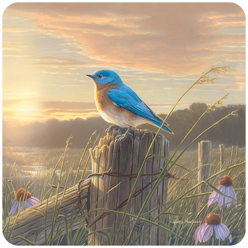 Vibrant bluebird perched on a weathered fence post at golden sunset, with grassy field, purple coneflowers, and tranquil sky. Ideal for a nature-themed coaster.