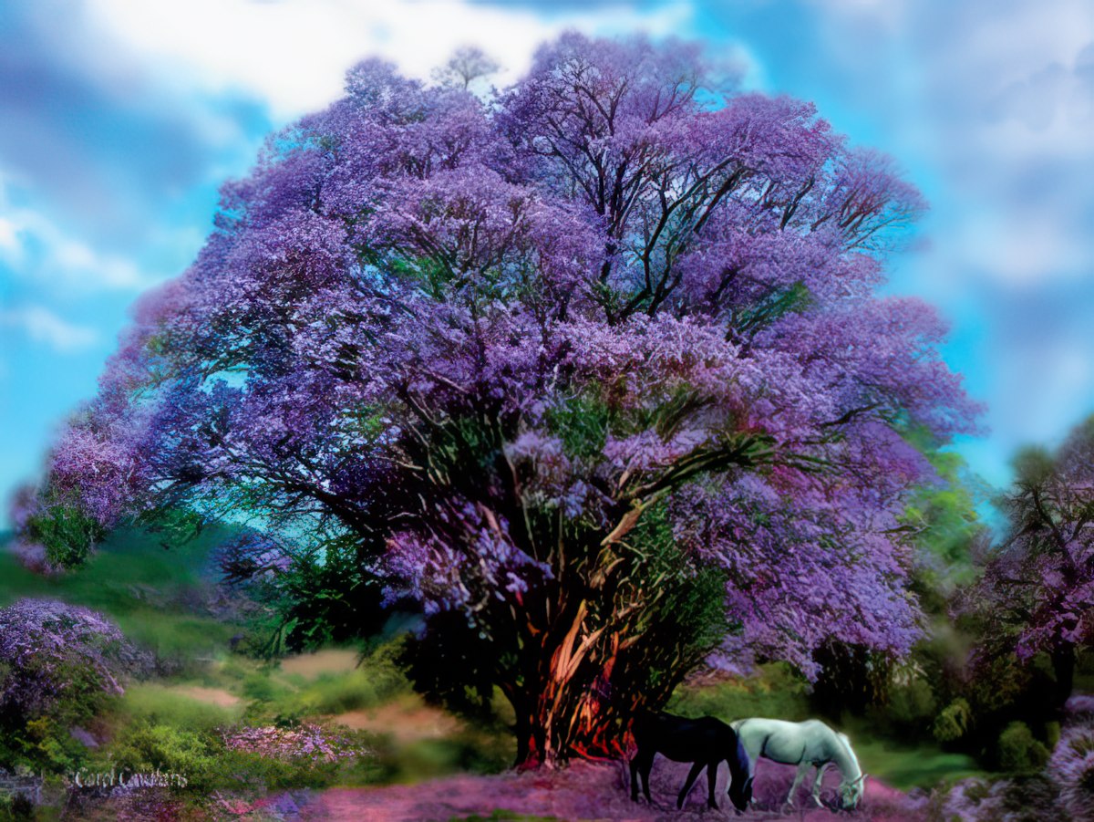 Two Horses Under Large Purple Tree Blank Card