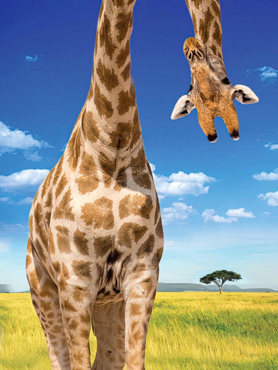 Front of a funny birthday card featuring a giraffe's head and neck, with the word 'BIRTHDAY!' written upside down.
