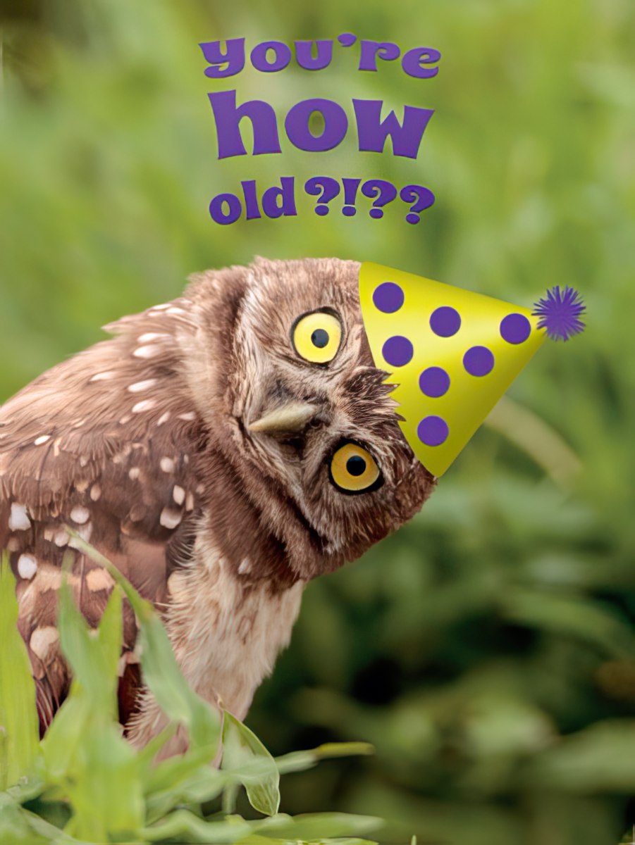 Front of a humorous birthday card featuring an owl wearing a yellow party hat with purple polka dots, asking 'You're how old?!??