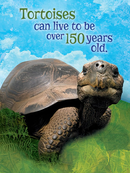 Front of a tortoise birthday card with a large tortoise and text 'Tortoises can live to be over 150 years old.'.