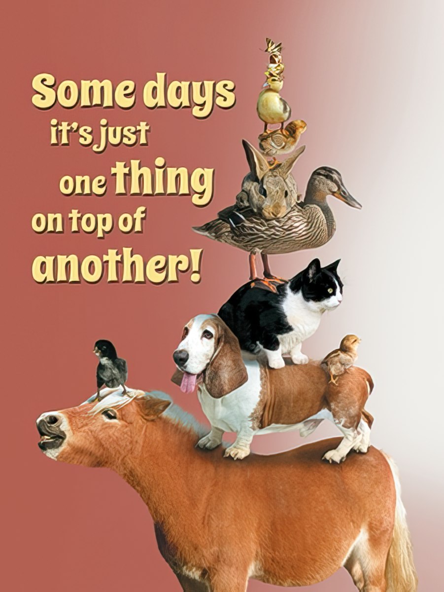 Front of a funny card depicting various animals (duck, cat, dog, birds) comically stacked on top of a horse, with text 'Some days it's just one thing on top of another!'.