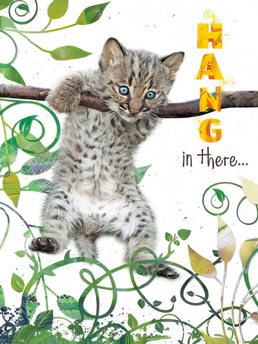 Front of an encouraging card featuring a cute bobcat kitten hanging from a branch, with the text 'HANG in there...' surrounded by foliage.