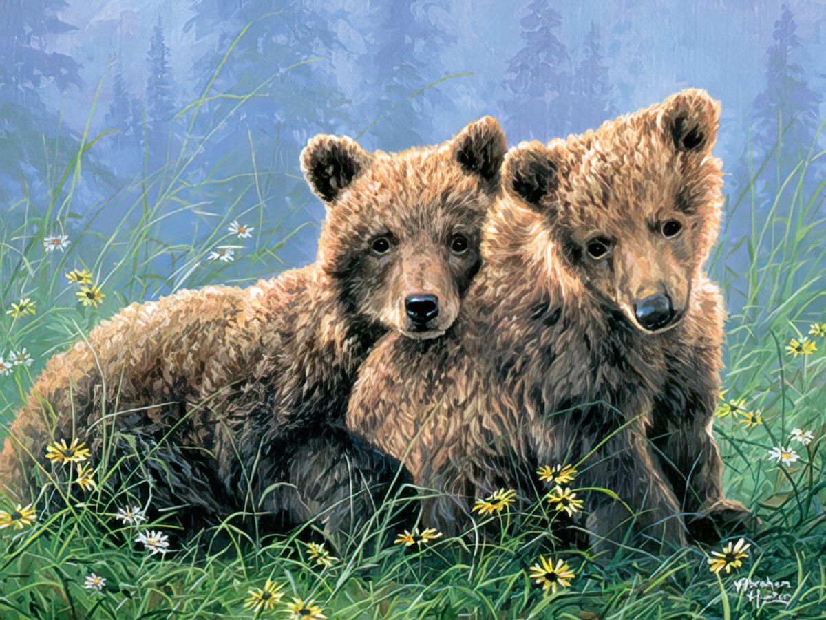 Two fluffy brown bear cubs sitting close together in a field of small white wildflowers.