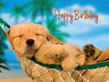 Golden retriever puppy sleeping peacefully in a green hammock on a sandy beach, with palm trees and a blue sky in the background. The card features 'Happy Birthday' text at the top, making it a perfect cute animal greeting for celebration.