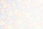 Soft focus background image of abstract colorful flowers, suitable for a versatile blank greeting card.