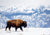 photo of buffalo walking in snow