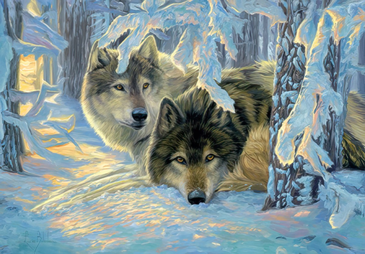 two wolves bedded down under snowy trees