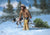 Nothing Too Fancy Cowboy Pulling Tree with Dog Christmas Card