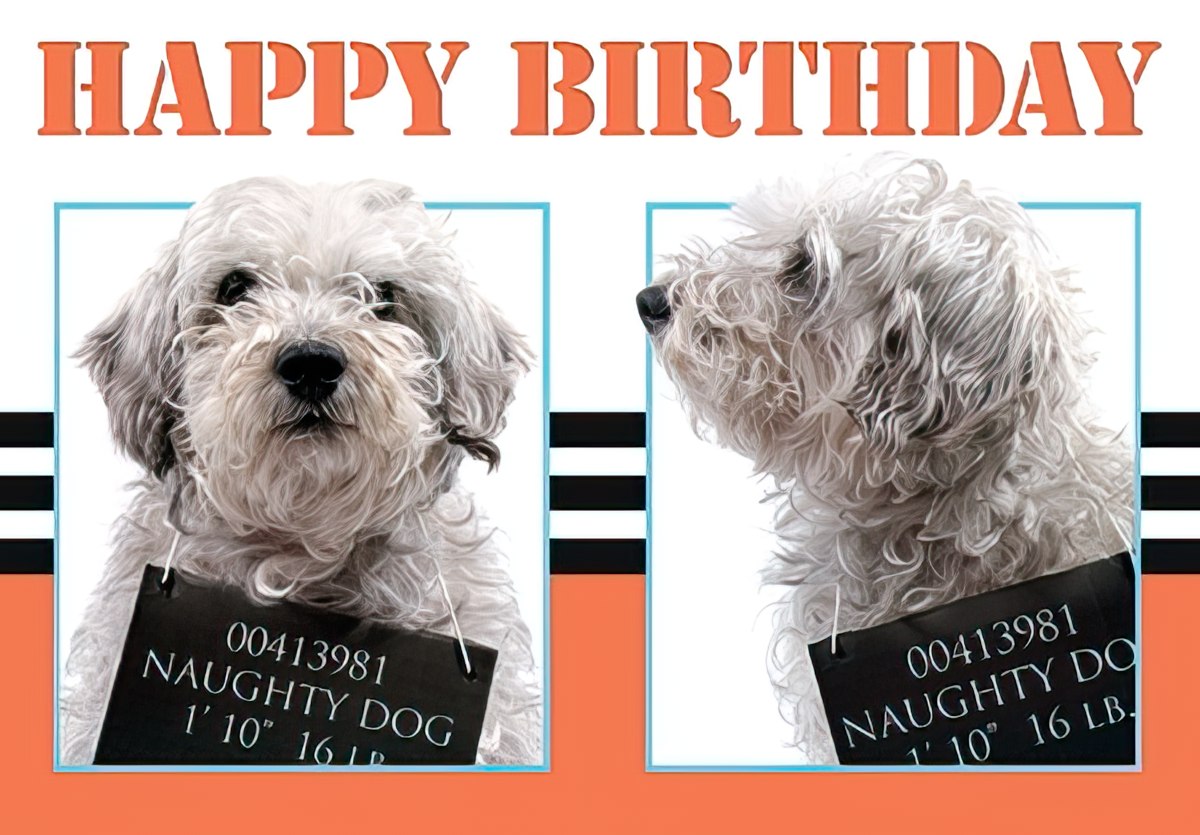 Front of a funny birthday card with "HAPPY BIRTHDAY" and two images of a white curly-haired dog holding a "naughty dog" mugshot sign.