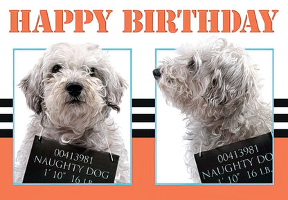 Front of a funny birthday card with "HAPPY BIRTHDAY" and two images of a white curly-haired dog holding a "naughty dog" mugshot sign.