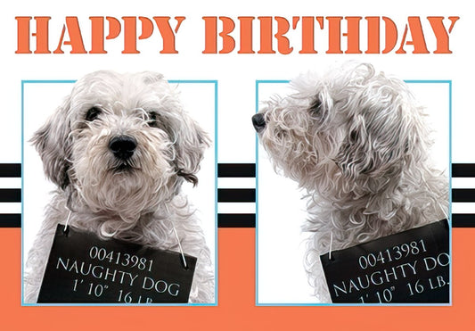 Front of a funny birthday card with "HAPPY BIRTHDAY" and two images of a white curly-haired dog holding a "naughty dog" mugshot sign.
