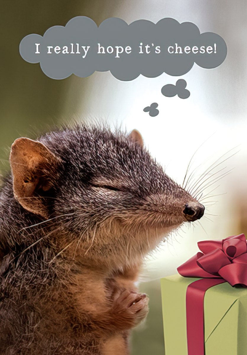 Front of a funny greeting card featuring a cute, furry animal (like a bandicoot or shrew) with its eyes closed in hopeful anticipation, sniffing a neatly wrapped green gift box with a bright red bow. A thought bubble above its head reads: "I really hope it's cheese!"