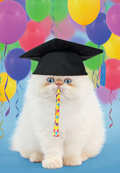 Cute white fluffy cat in a black graduation cap, blowing a party horn, with colorful balloons in the background.