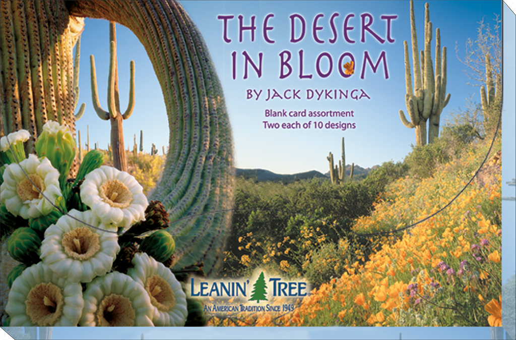 Box cover for 'The Desert in Bloom' greeting card assortment by Jack Dykinga, showcasing a close-up of white cactus flowers and a sweeping vista of saguaro cacti amidst a field of orange and yellow wildflowers.